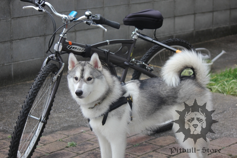 Dog and a Bike