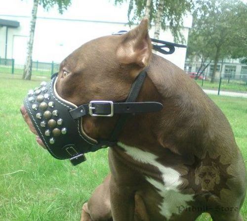 Pudded Staffy Muzzle of Leather