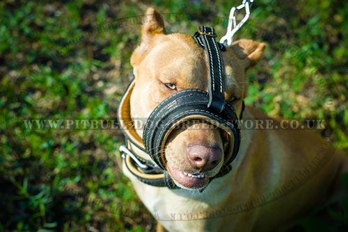 Anti-barking Dog Muzzle