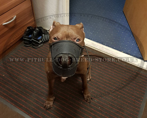 Dog Muzzle for Pitbull for Sale