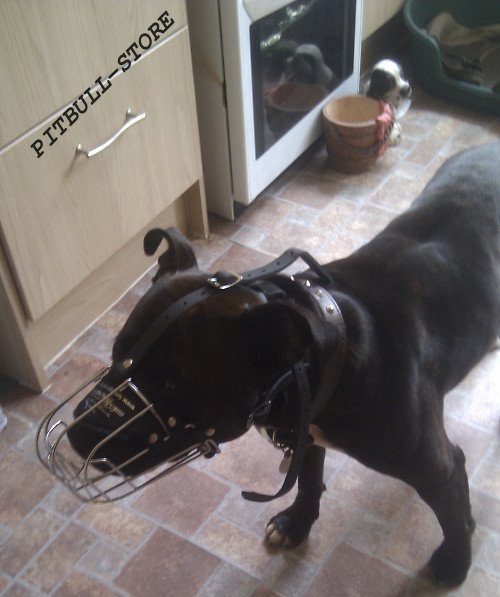 Staffy Dog Cage Muzzle for Sale