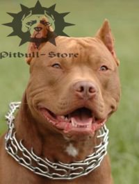 Pit Bull Pinch Collar for Training and Walking