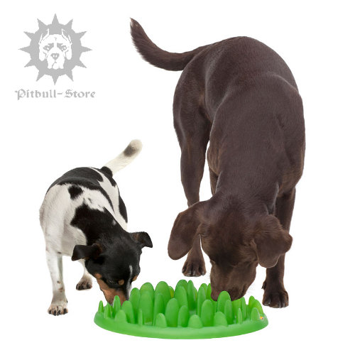 Interactive Dog Feeder for Staffy Puppy