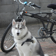 Cycling with Dog