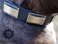Fancy Dog Collar | Leather Dog Collar for Stafford Bull Terrier Fancy Dog Collar | Leather Dog Collar for Stafford Bull Terrier
