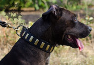 Trendy Dog Collar | Dog Collars Boutique for Stafford Trendy Dog Collar | Dog Collars Boutique for Stafford