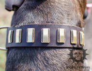 Funky Dog Collar with Brass Plates | Dog Accessories UK Funky Dog Collar with Brass Plates | Dog Accessories UK