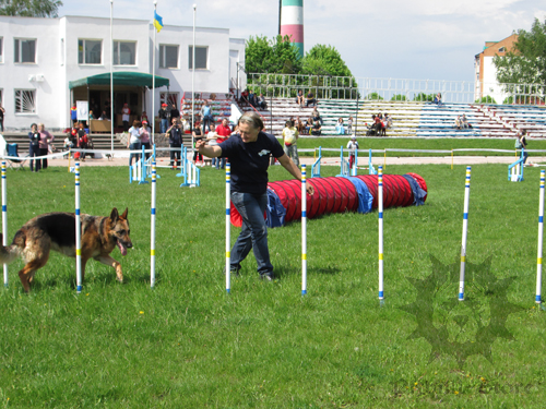 Various Agility Obstacles