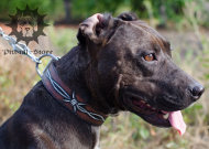 Designer Dog Collar with "Barbed Wire" Paining | Dog Collar UK Designer Dog Collar with "Barbed Wire" Paining | Dog Collar UK
