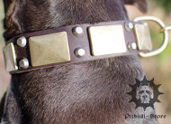Handmade Dog Collar | Wide Dog Collar with Brass Decoration Handmade Dog Collar | Wide Dog Collar with Brass Decoration