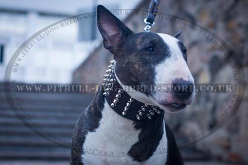 Spiny 3 Inch Dog Collar for Bull Terrier Walks