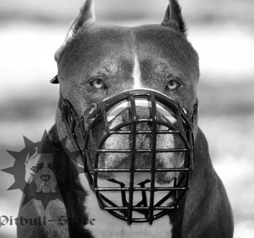 Wire Muzzle Rubber Covered for Pitbull, Ideal for Winter