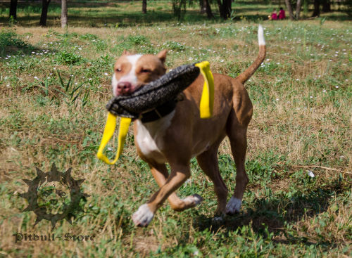 Dog bite tug French linen for Pitbull training