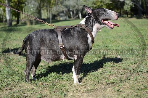 Dog Tracking and Running Leather Harness for Bull Terrier