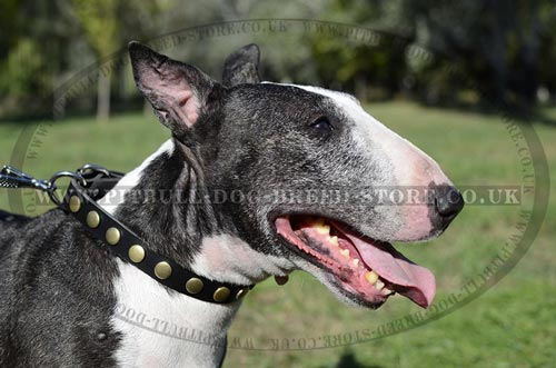 Elegant Dog Collars for English Bull Terrier Style