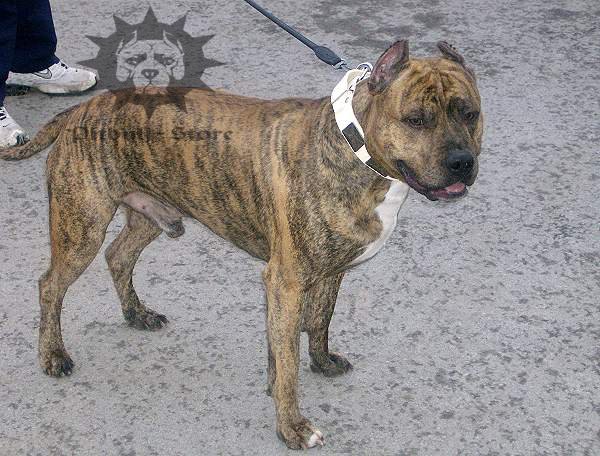 Buy Pitbull Dog Uk