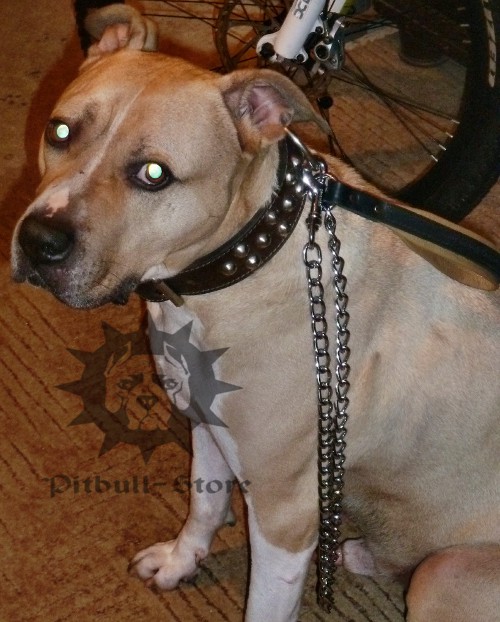 Chain Leash for Staffy with Handle