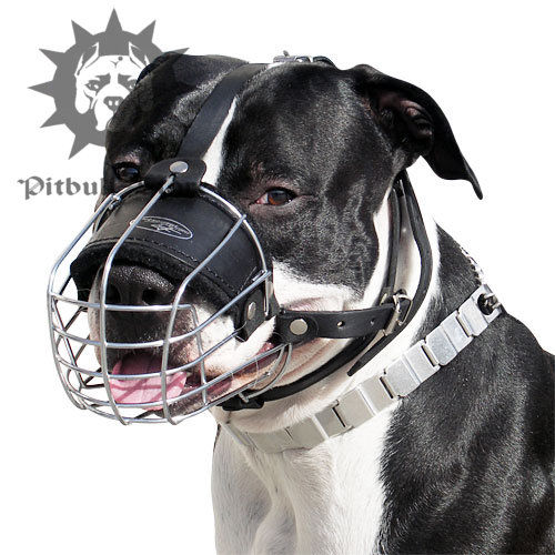 Staffordshire Bull Terrier Wire Muzzle Covered with Black Rubber