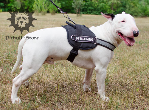 Reflective dog harness for Bull Terrier walking