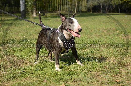 Spiked Dog Harness of Genuine Leather for English Bull Terrier