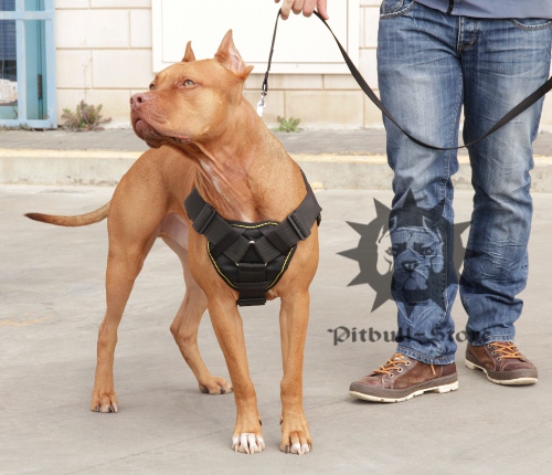 Dog Training Harness of Nylon with Handle and Soft Padding