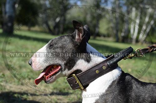 Bestseller! Agitation Dog Collar with Handle for Bull Terrier