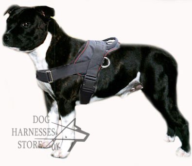 Bestseller! Staffordshire Bull Terrier Nylon Harness