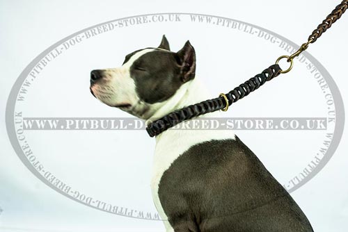 Super Trendy Braided Leather Dog Collar for Amstaff