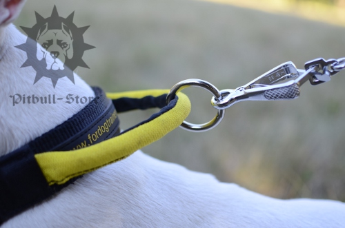 Nylon Dog Collar with Handle for English Bull Terrier
