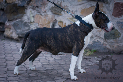 Bull Terrier Collar of Pure Leather in Classic Design