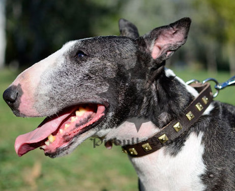 Studded Dog Collar for Bull Terrier of Fancy Design