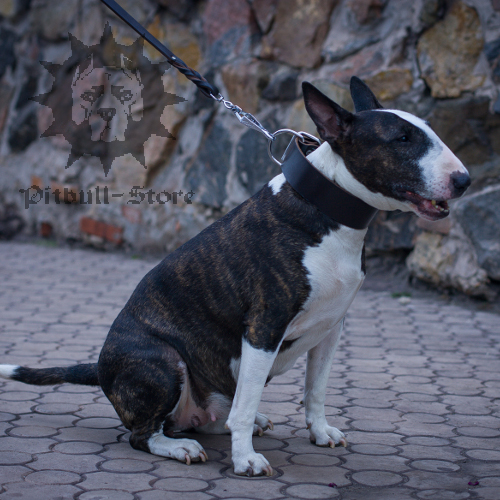 Wide Bull Terrier Collar in Traditional Design
