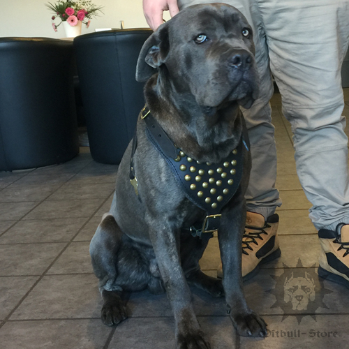 Designer Dog Harness with Half-balls & Quick Release Buckle