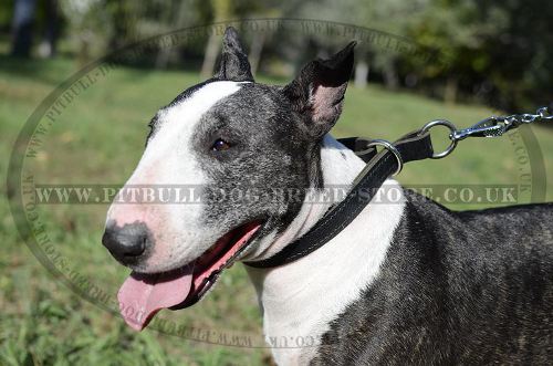 Dog Control Collar for Bull Terrier Obedience, Leather Choker
