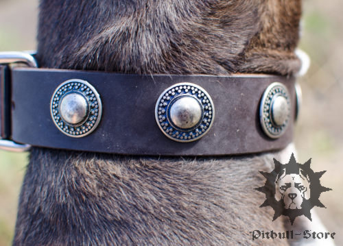 Bestseller! Designer Leather Dog Collar for Staffy with Circles