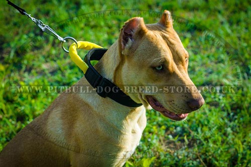 Nylon Quick Release Collar with Handle for Pitbull