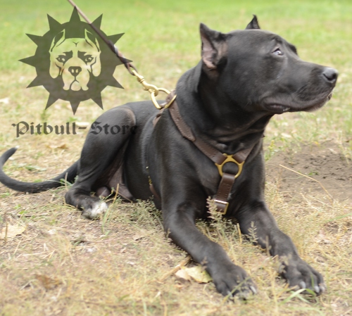 Pit Bull Handcrafted Luxury Leather Large Harness, UK