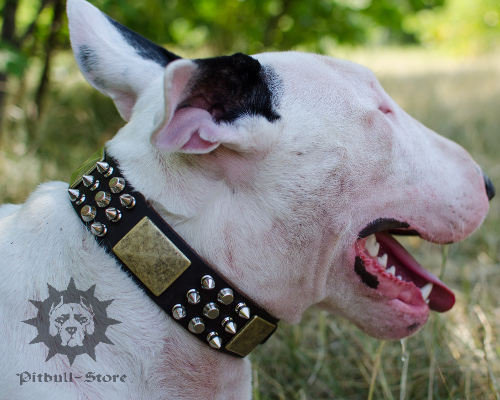 Bull Terrier Collar with Spikes, Pyramids and Plates, Exclusive