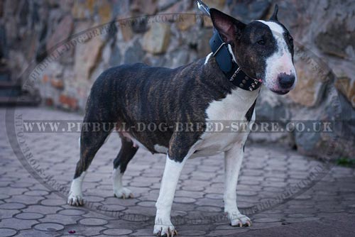 "Gladiator" Extra Large Dog Collar for Bull Terrier