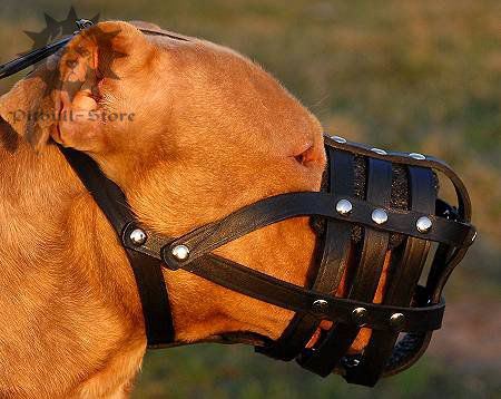 Leather Dog Muzzle, Super Ventilated for Pitbull and Staffy