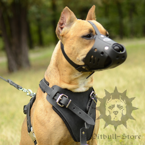 Leather Dog Muzzle for Daily Usage, Pitbull Comfort and Safety