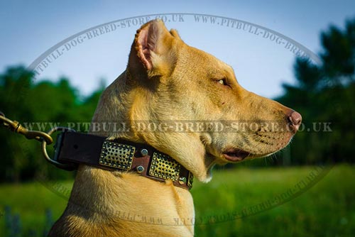 Chic Dog Collar for Trendy Pitbull & Staffordshire