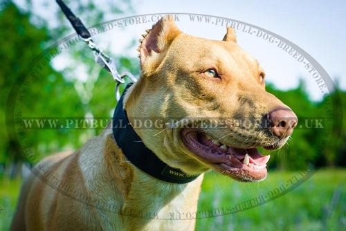 Pitbull Nylon Dog Collars