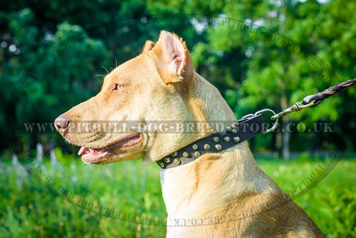 Stylish Dog Collar with 3 Rows of Conic Frustrums Studs