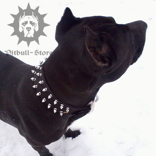 Pitbull Collar Spiked with Nickel-Plated Barbs, Nylon