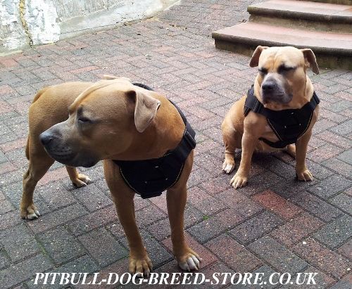 Bestseller! Staffy Harness of Strong Nylon with Padded Chest