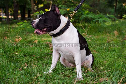 Large Dog Collar for Amstaff of Nappa Padded Leather