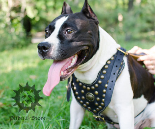 Royal Dog Harness of Padded Leather & Brass Studs for Amstaff