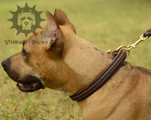 Smart Braided Leather Dog Collar for Staffy and Pitbull