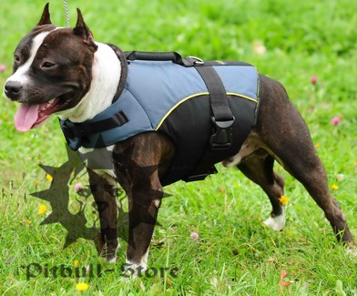 Perfect nylon dog vest-harness for Amstaff
